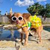 Ladybugs and Daisies Dog Dress with Matching Leash